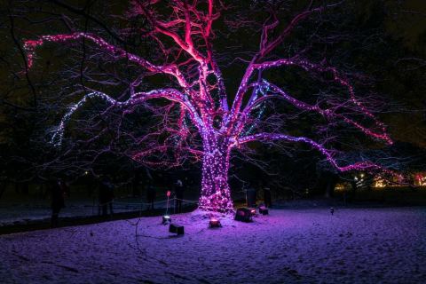 Christmas Garden Dresden im Schloss Pillnitz ist dein Winterevent mit Lichtershow. Wir organisieren Gruppen-Ausflüge